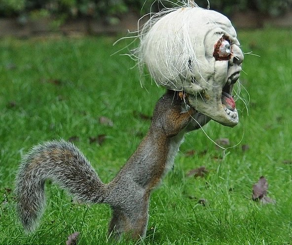 CestTerrifiant's tweet photo. En 2012, un écureuil s'est coincé la tête dans un masque d'Halloween et a couru terrifiant tout un quartier en Angleterre. https://t.co/2iK9uWisLK