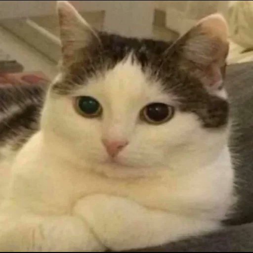 Cat Nation tweet media