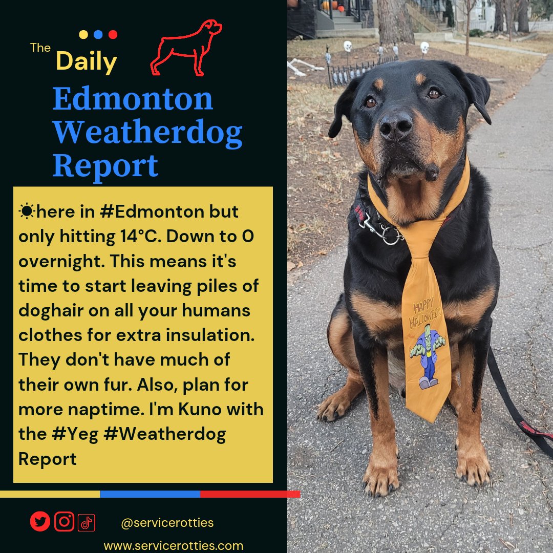 ☀️here in #Edmonton but only hitting 14°C. Down to 0 overnight. This means it's time to start leaving piles of doghair on all your humans clothes  for extra insulation. They don't have much of their own fur. Also, plan for more naptime. I'm Kuno with the #Yeg #Weatherdog Report