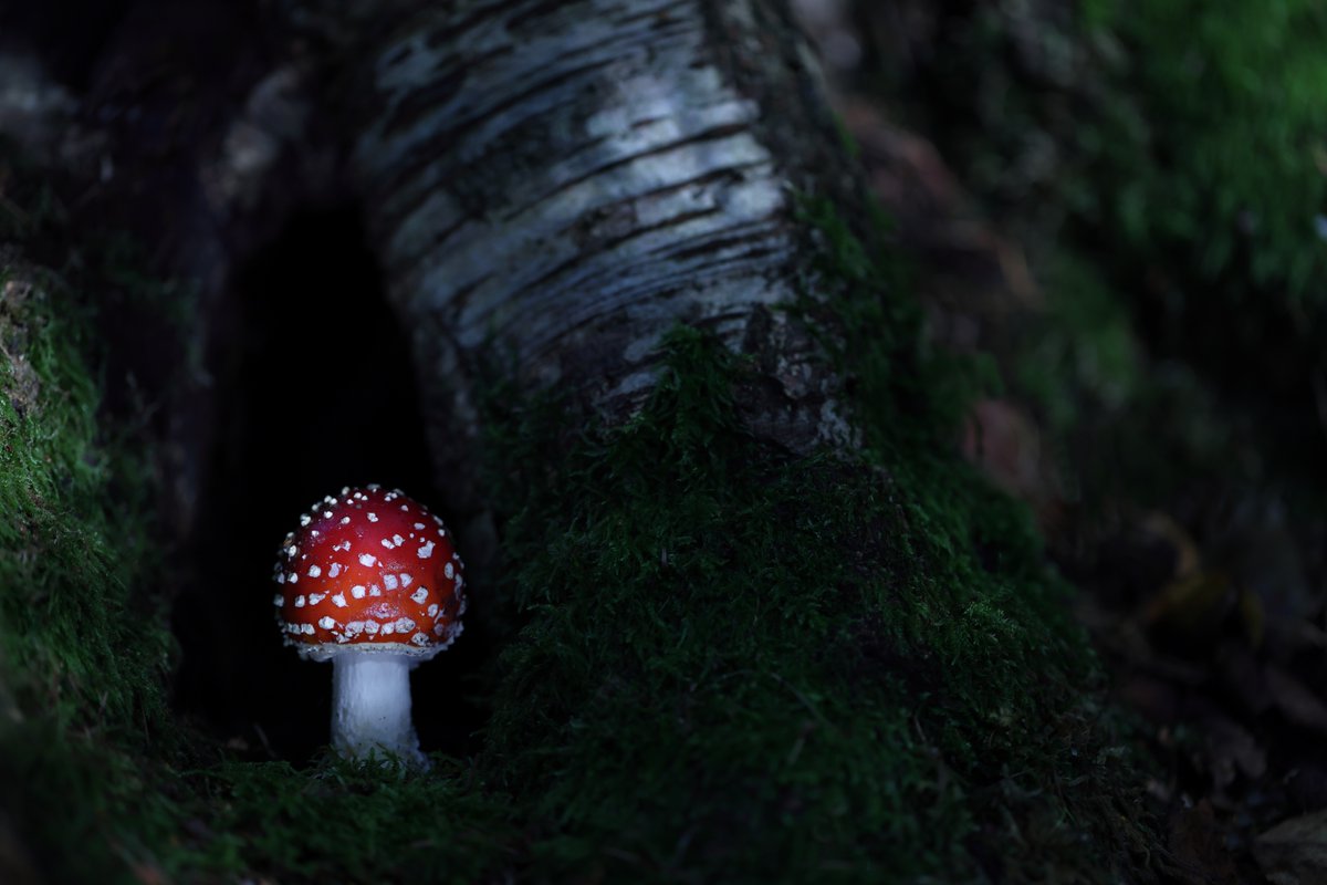 Fly Agaric #FungiFriday