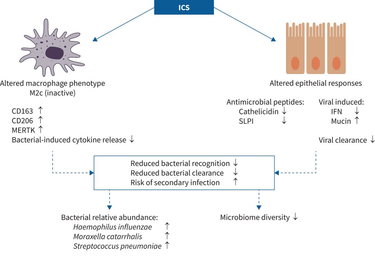 While blood eosinophil count is the biomarker used in clinical practice to enable selective use of ICS in COPD, there is a complex interacting network involving the microbiome, airway inflammation and ICS that decides the clinical outcome in individuals bit.ly/3P1Jmjx