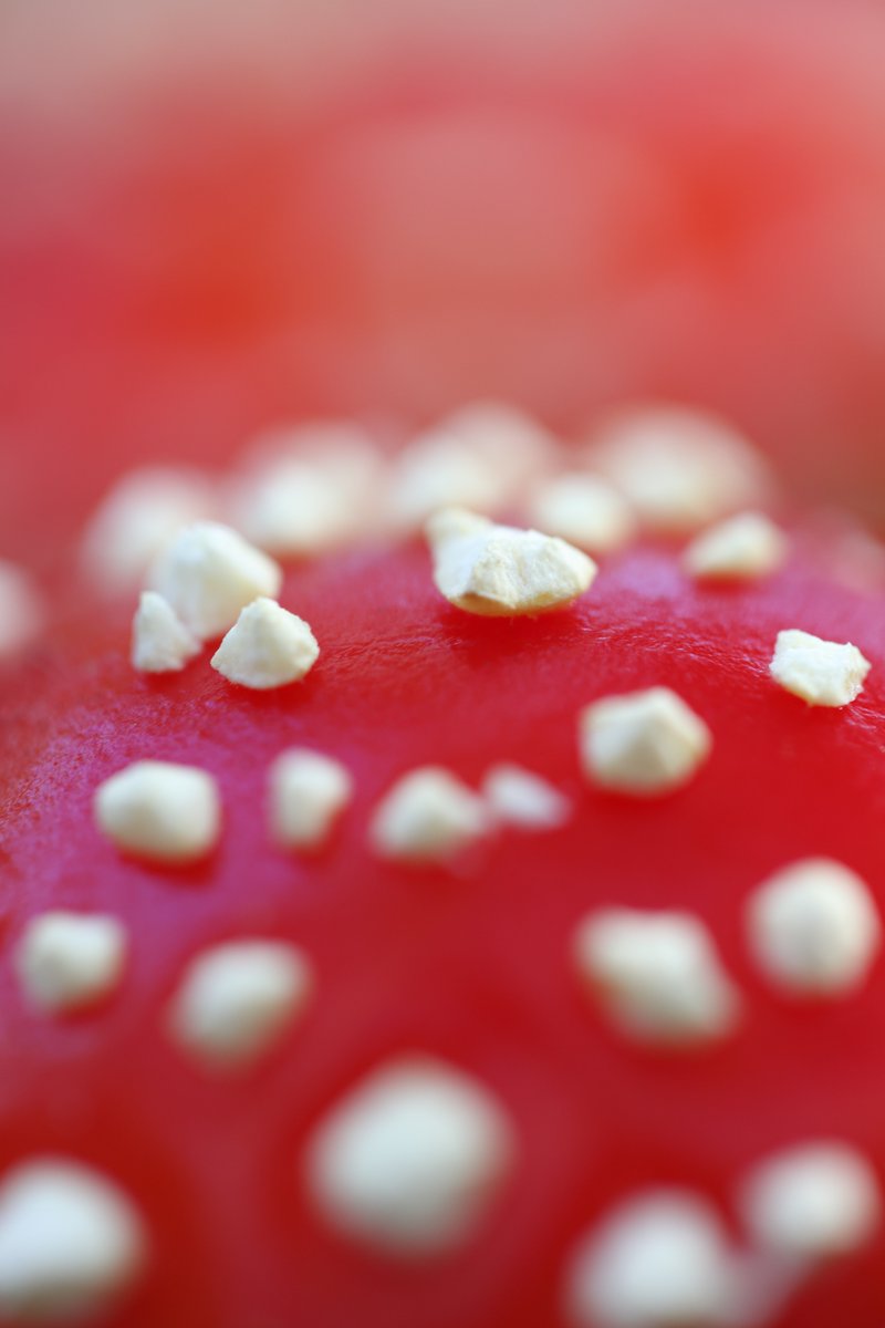 Fly Agaric #FungiFriday