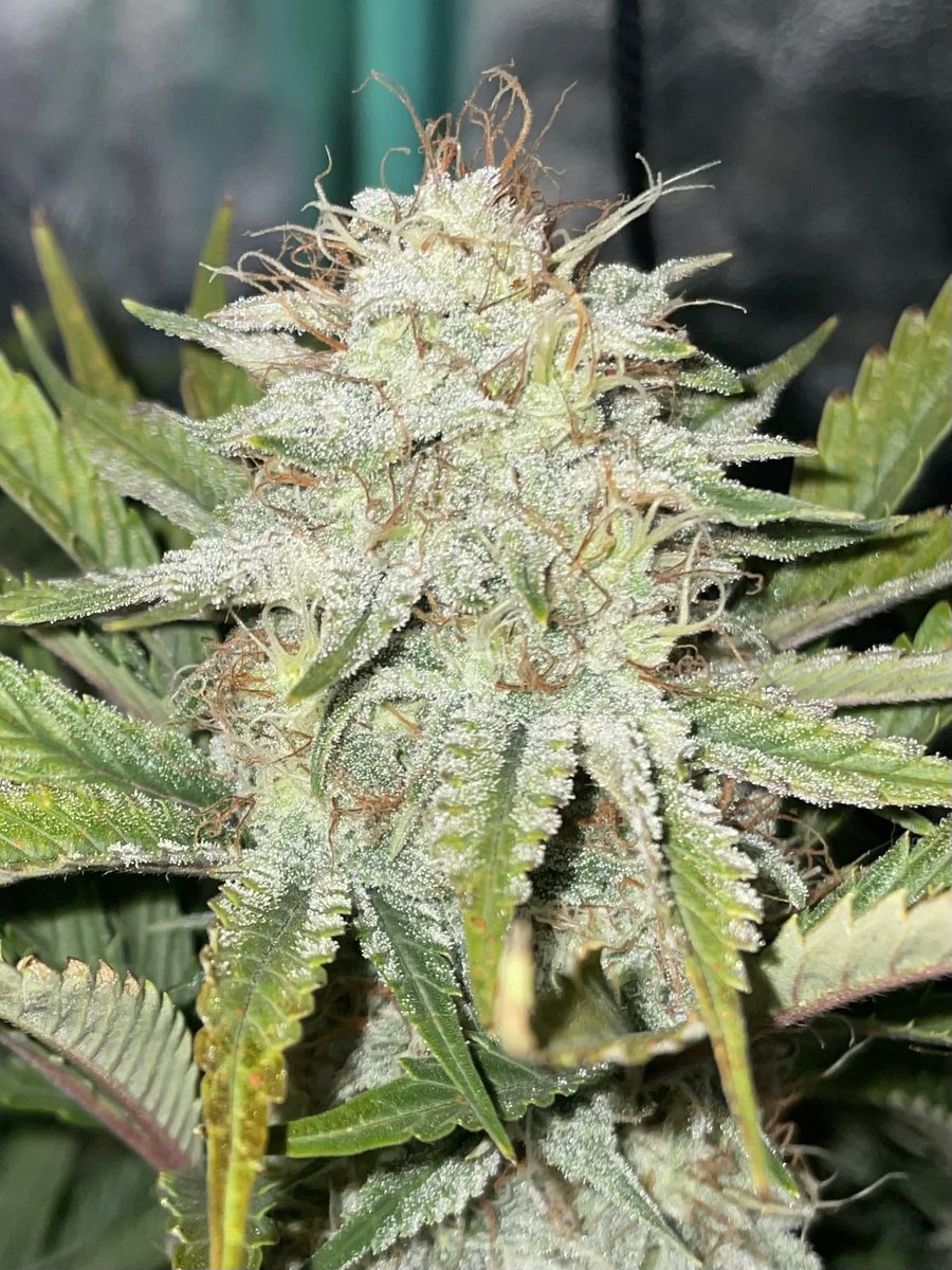 runswithfiskars's tweet photo. 🌿 Harvest season has arrived in #NY and curing is an art. What's your tried-and-true method for achieving the perfect cure for your organic cannabis? Share your wisdom! #CannabisHarvest #CuringTips
📸 Forum Stomper bred by @MephistoGenetic https://t.co/3d7dF6h490