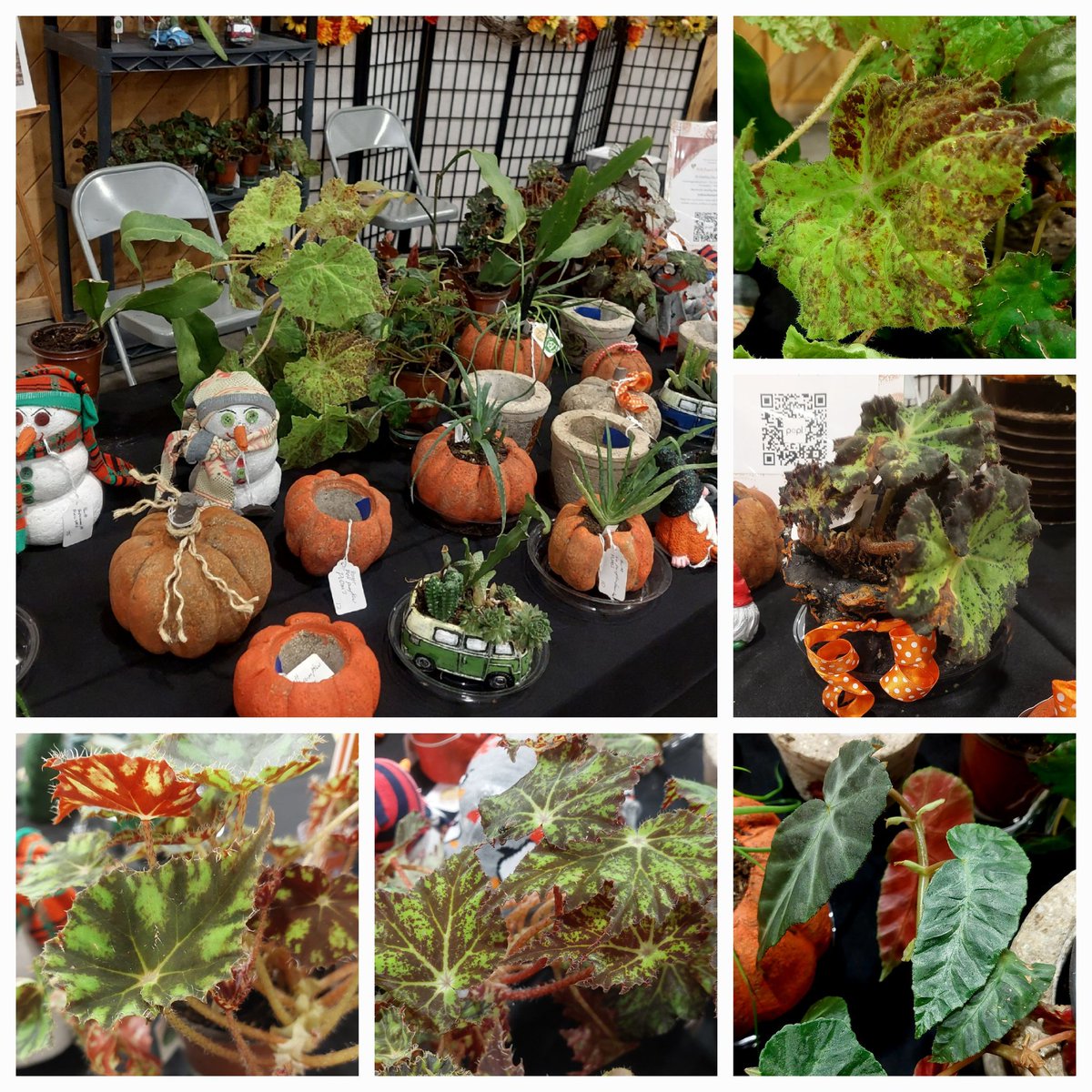 Got begonias? I'm at Montrose Women's Holiday Bazaar today and tomorrow. Begonias are sale priced at $8. Friendship Hall, 9-6 today and 9-4 tomorrow. #begonia #craftsale #montrosecolorado #succulent #sale #craftshow #handmade #planters