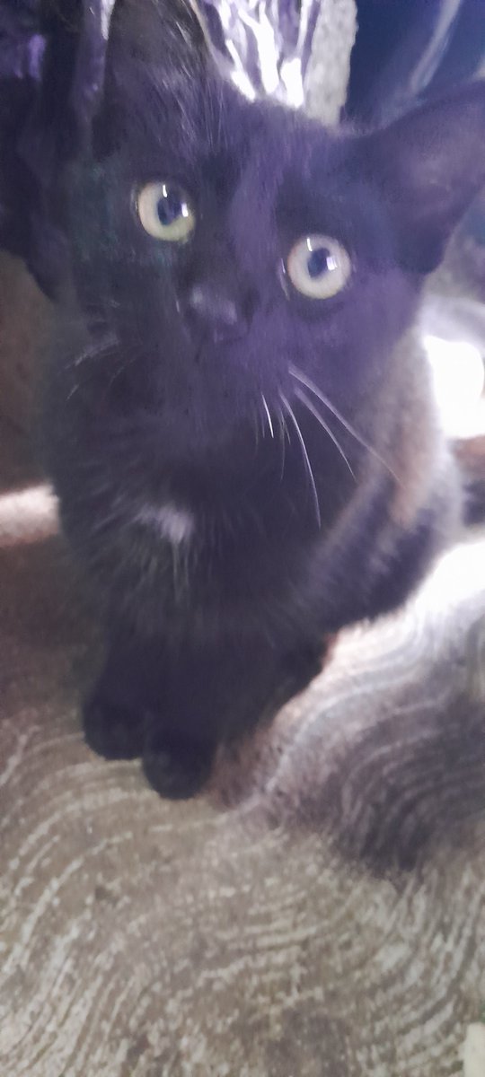 #AmigoQueNoMiente mi gatito favorito que lleva por nombre pantera me trata como su mamá