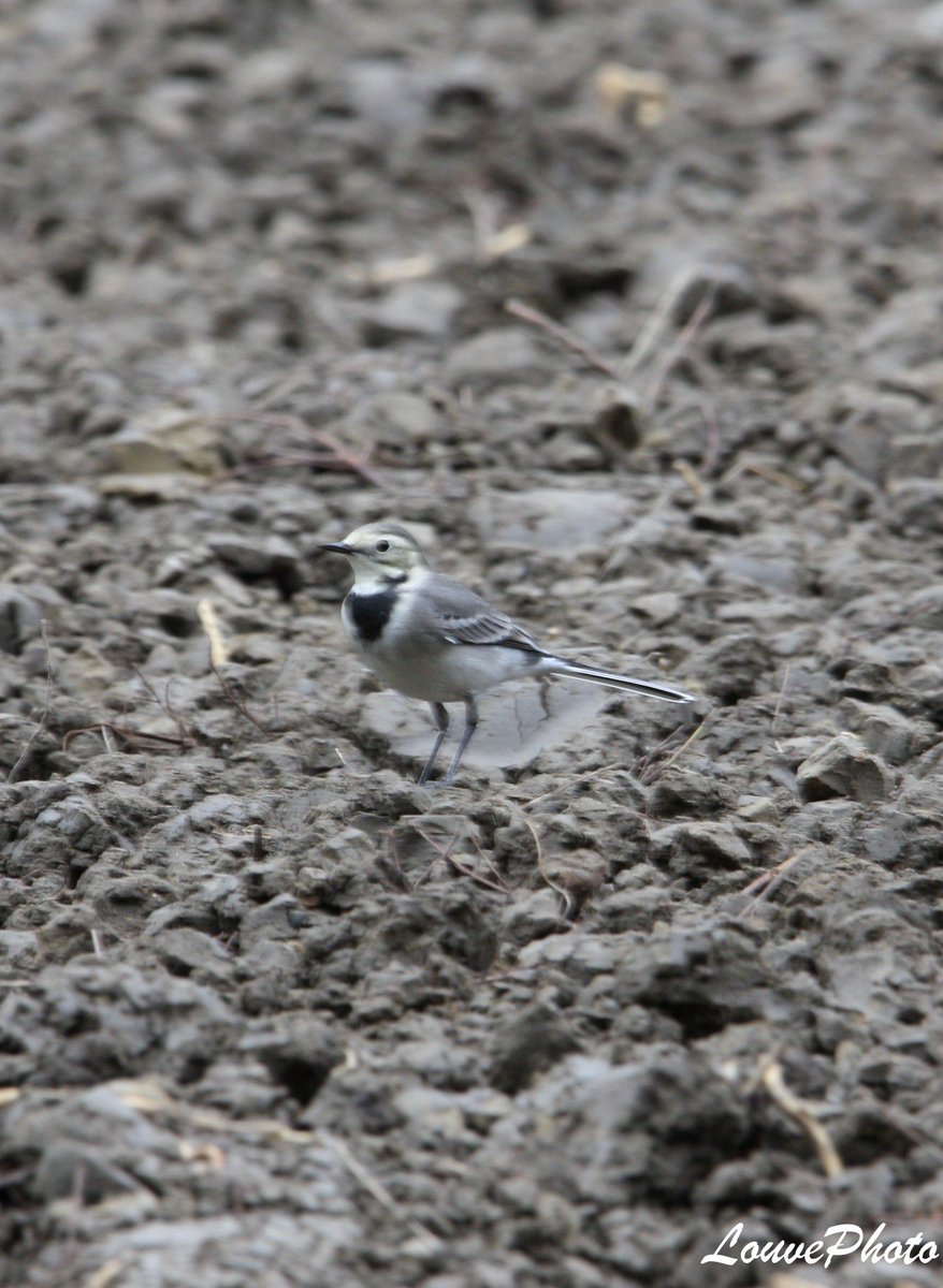 Lalouve86Photo's tweet photo. #GrayWagtail #bird #photography #nature https://t.co/xkZenGGrBB