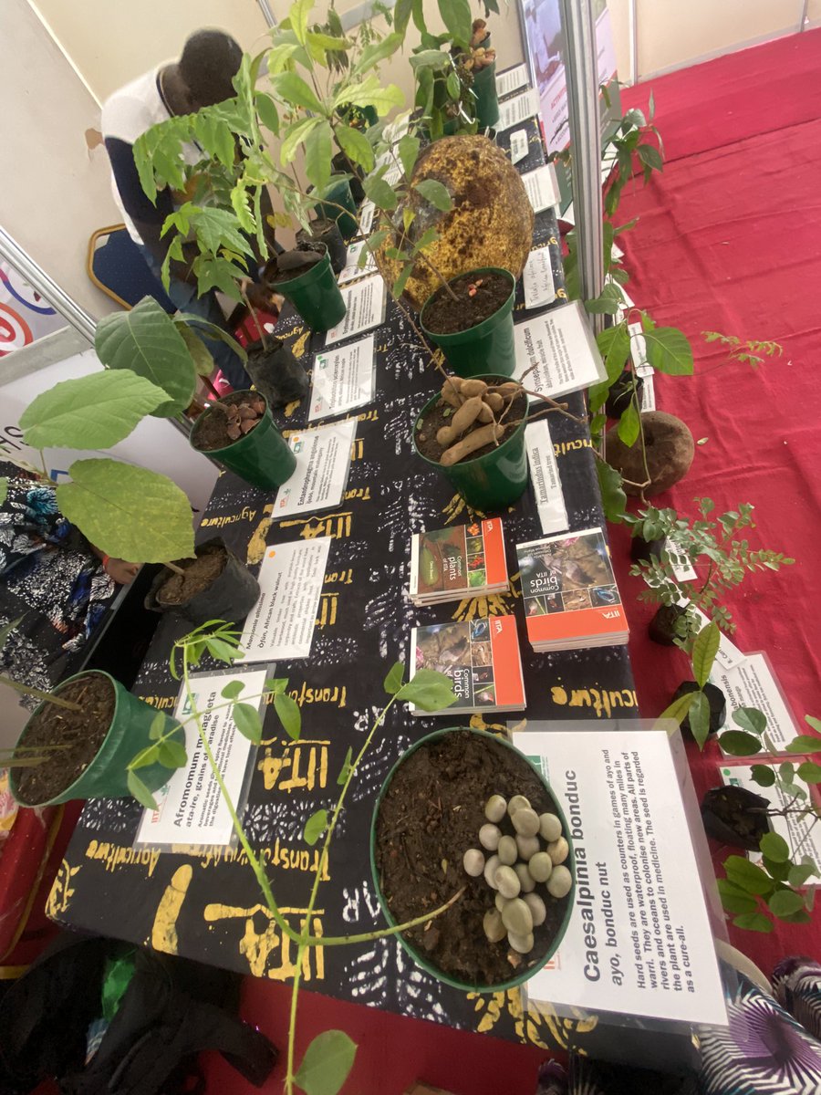 IITAForest's tweet photo. ๐๐๐
Day 2
@IITAForestCenter treated guests to a table forest walk, inviting people to grow, appreciate, and support propagation of native trees, shrubs, and vegetables.
#iitacgiar #cgiarpartners #innovations #greenerenvironment #biogas #hostras #exhibitors #yaslaunch #abj https://t.co/HWhZ0IohMM