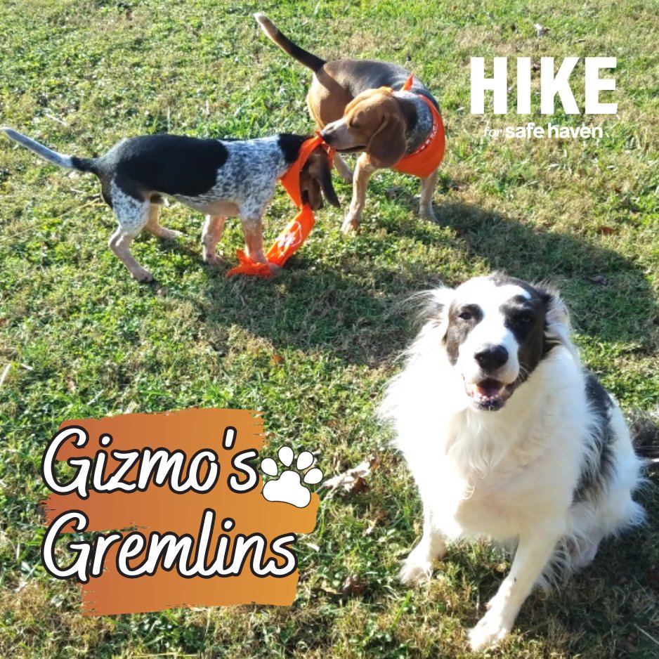 It is that time of year again for one of my favorite events of the year, the #HikeforSafeHaven. This event supports <a href="/SafeHavenTN/">Safe Haven</a> and helps provide more families experiencing homelessness a place to call home! Please sign up and/or make a donation give.classy.org/gizmosgremlins…