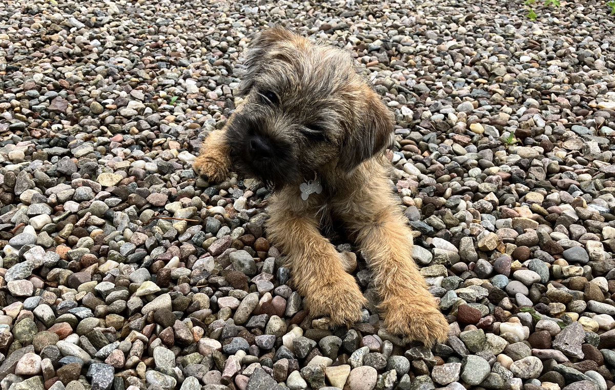 SAVE THE DATE! The Border Terrier Welfare UK AGM is on Sunday 26 November at 2pm. The AGM will be online, and details of how to join the meeting will be available soon.