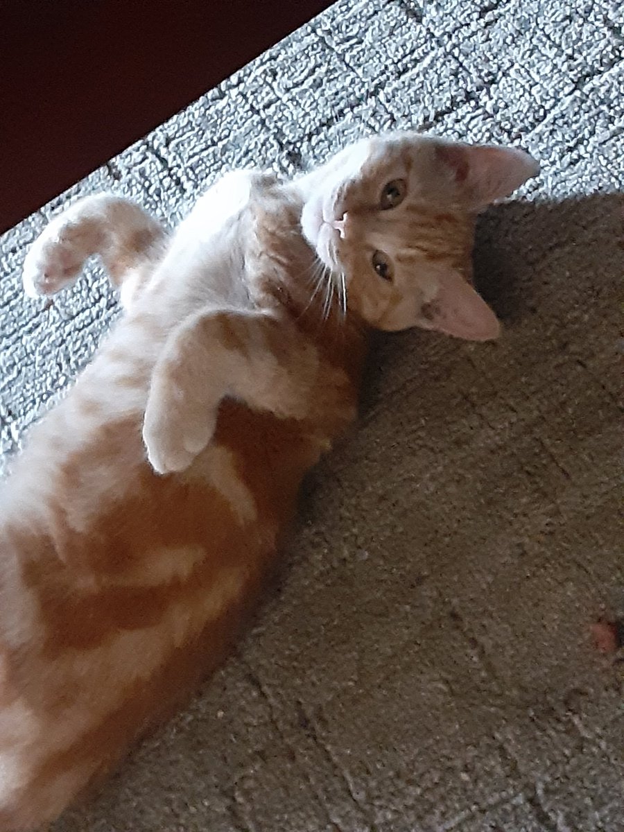 Sheila Aliens 👽 ⁂ tweet media