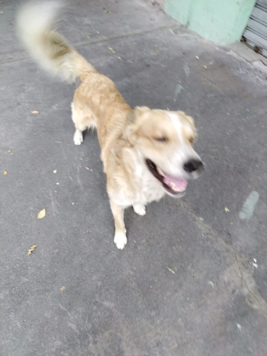 AramiDalieDolay's tweet photo. @VIBRAmascotas Alguien reconoce a éste lomito? Tiene una semana que deambula entre Buentono y Huasteca. A la altura de Victoria. No trae collar. Esto es en colonia Industrial, Alcaldía Gustavo A Madero. https://t.co/JYBhOmnUzN