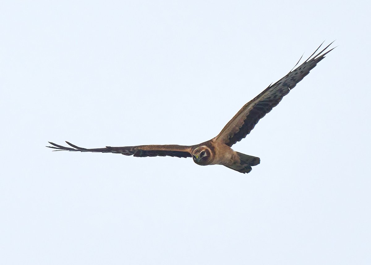 lundybirds's tweet image. Just received these stunning frame-filling photos of the first-year Pallid Harrier captured by Eden Davies from the Church as it circled upper Millcombe yesterday