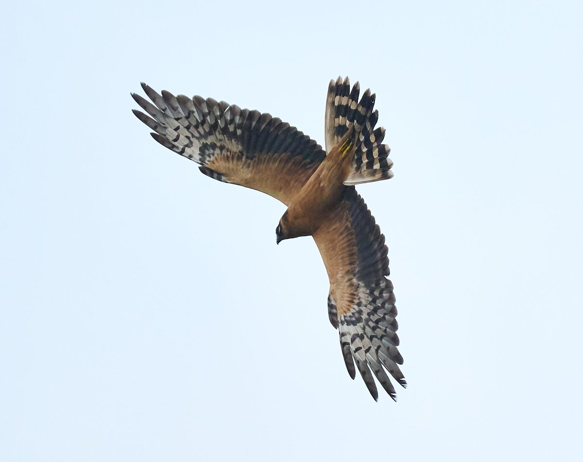 lundybirds's tweet image. Just received these stunning frame-filling photos of the first-year Pallid Harrier captured by Eden Davies from the Church as it circled upper Millcombe yesterday
