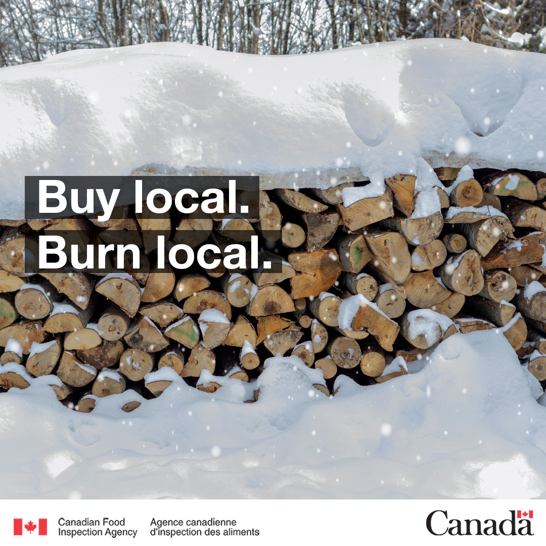 InspectionCan's tweet image. Even when it’s cold outside, invasive pests can hide under bark and on logs. Moving firewood can devastate forests and hurt our economy through the spread of invasive pests.
 
#Dontmovefirewood  #buylocalburnlocal bit.ly/3TLx3HW
 
#PlantHealth #InvasiveSpecies