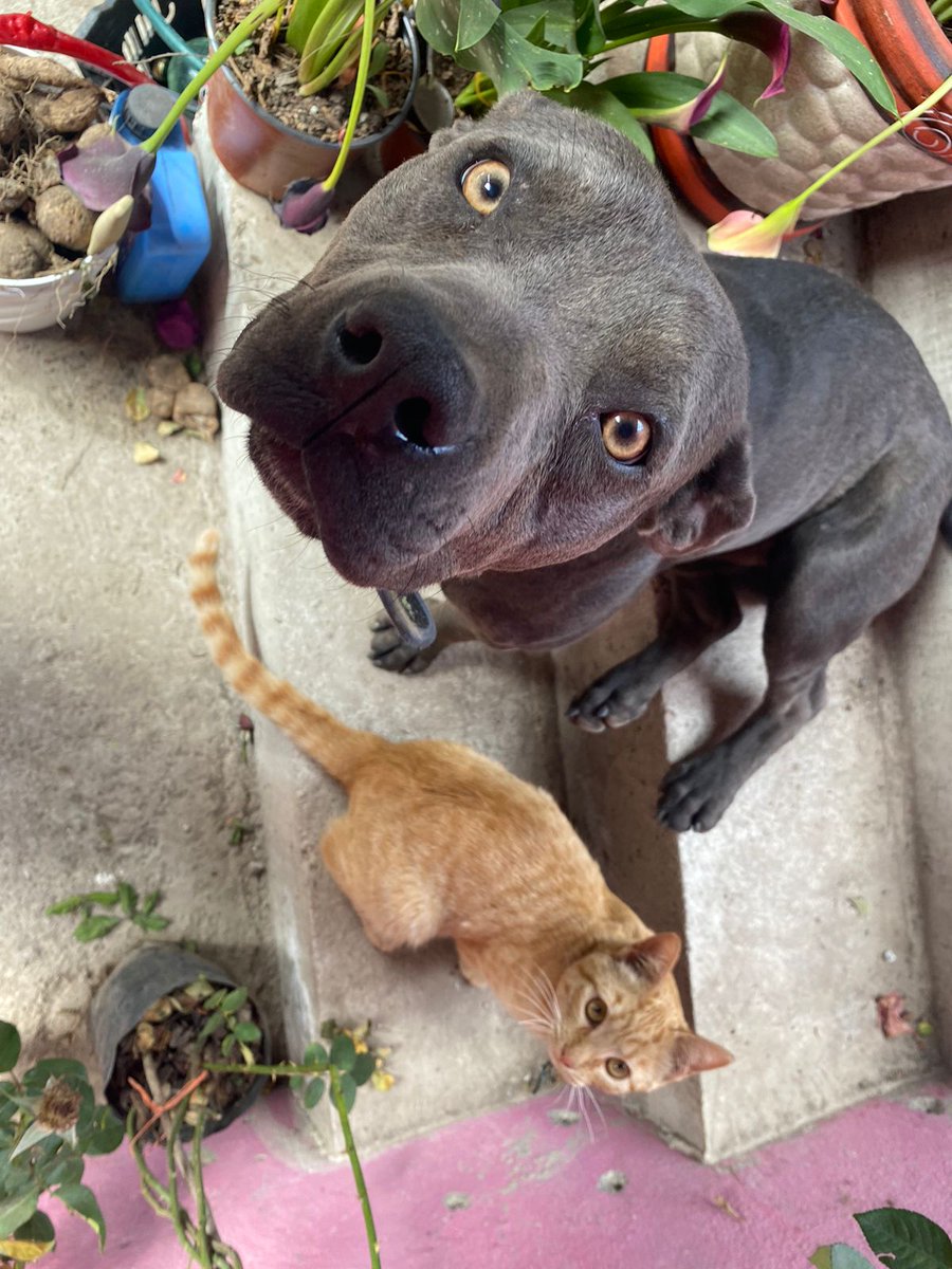 Antonio_Quia_Z's tweet photo. Quien dice que los perro y los gatos no se llevan, mi Rocó y mi Tato siempre juntos.

#AmigoQueNoMiente https://t.co/qXuCwHy0BW