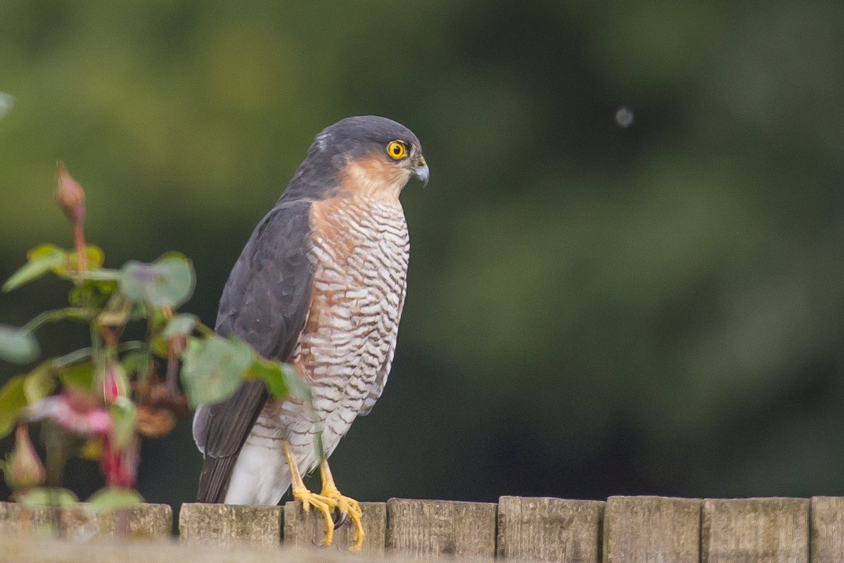 This week's garden visitor arrived just before the rains came. He sized up the feeder positions and angles, then went on his way. We expect he'll be back sometime - when the Greenfinches are feeding.
#sparrowhawk