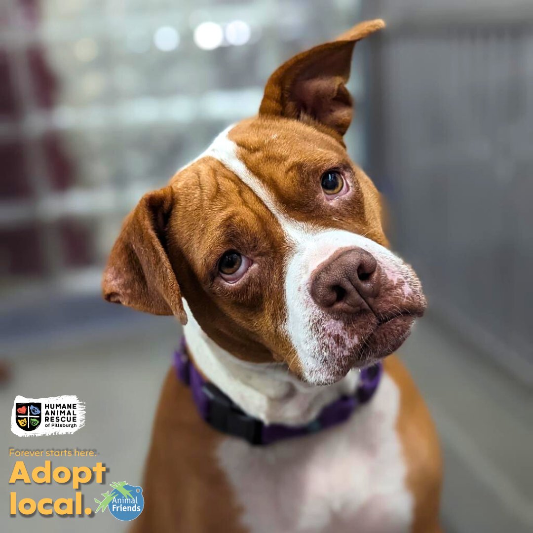HARPSavesLives's tweet image. Meet Paisley! Paisley came to us as a transfer from Animal Charity of Ohio so we do not know much about her past but we are sure that her future is bright and full of love and tasty treats! 
Paisley: bit.ly/3Q2Xacv HARP and Animal Friends encourage you to #adoptlocal!
