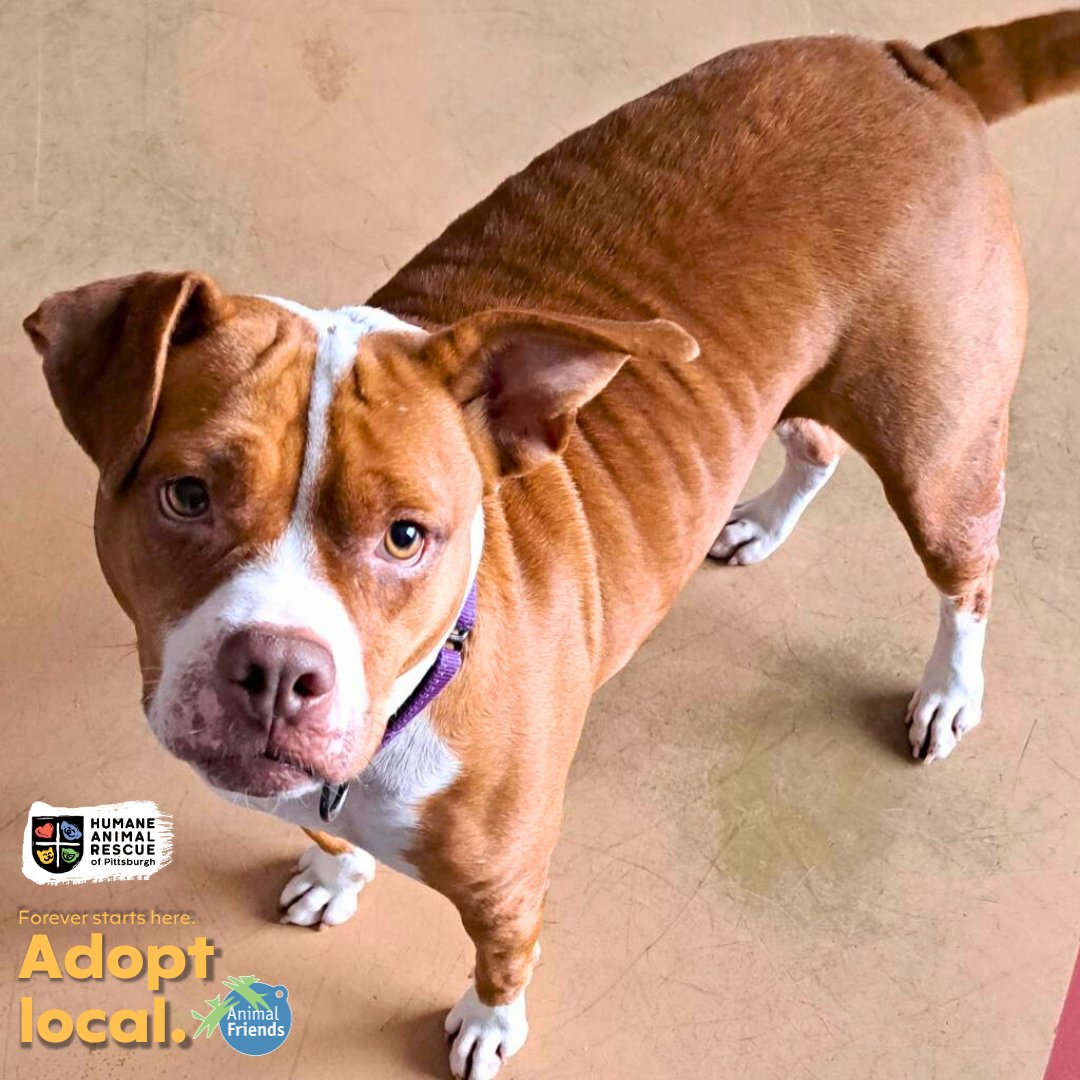 HARPSavesLives's tweet image. Meet Paisley! Paisley came to us as a transfer from Animal Charity of Ohio so we do not know much about her past but we are sure that her future is bright and full of love and tasty treats! 
Paisley: bit.ly/3Q2Xacv HARP and Animal Friends encourage you to #adoptlocal!