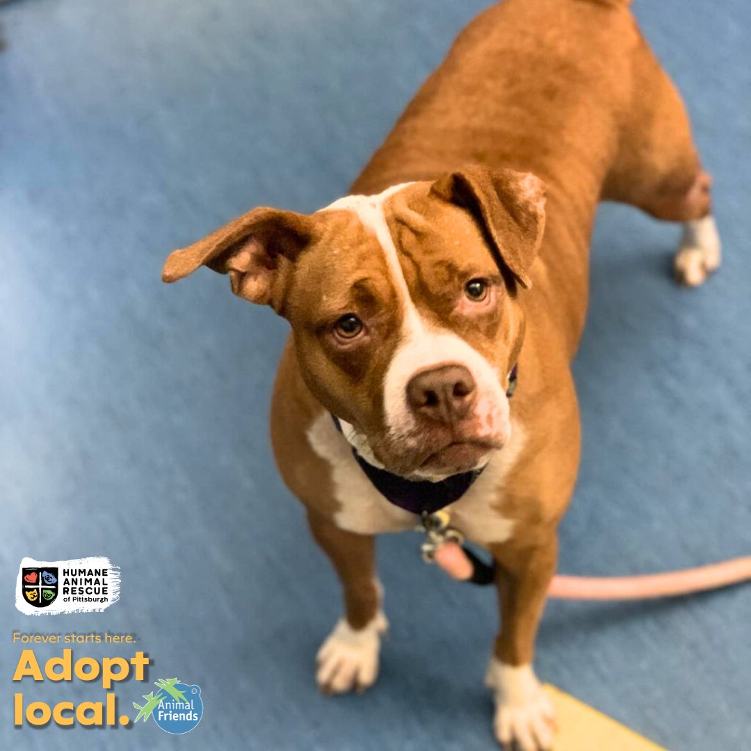 HARPSavesLives's tweet image. Meet Paisley! Paisley came to us as a transfer from Animal Charity of Ohio so we do not know much about her past but we are sure that her future is bright and full of love and tasty treats! 
Paisley: bit.ly/3Q2Xacv HARP and Animal Friends encourage you to #adoptlocal!