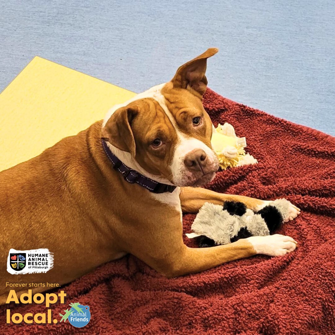 HARPSavesLives's tweet image. Meet Paisley! Paisley came to us as a transfer from Animal Charity of Ohio so we do not know much about her past but we are sure that her future is bright and full of love and tasty treats! 
Paisley: bit.ly/3Q2Xacv HARP and Animal Friends encourage you to #adoptlocal!