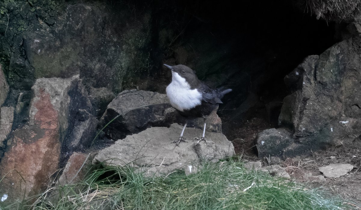 A brilliant day of late autumn birding @FI_Obs - the irruptive Coal Tits stole the show with 14 sheltering on the west cliffs, alongside a pristine white 'Northern' Treecreeper, and a 'Black-bellied' Dipper halfway down a geo!