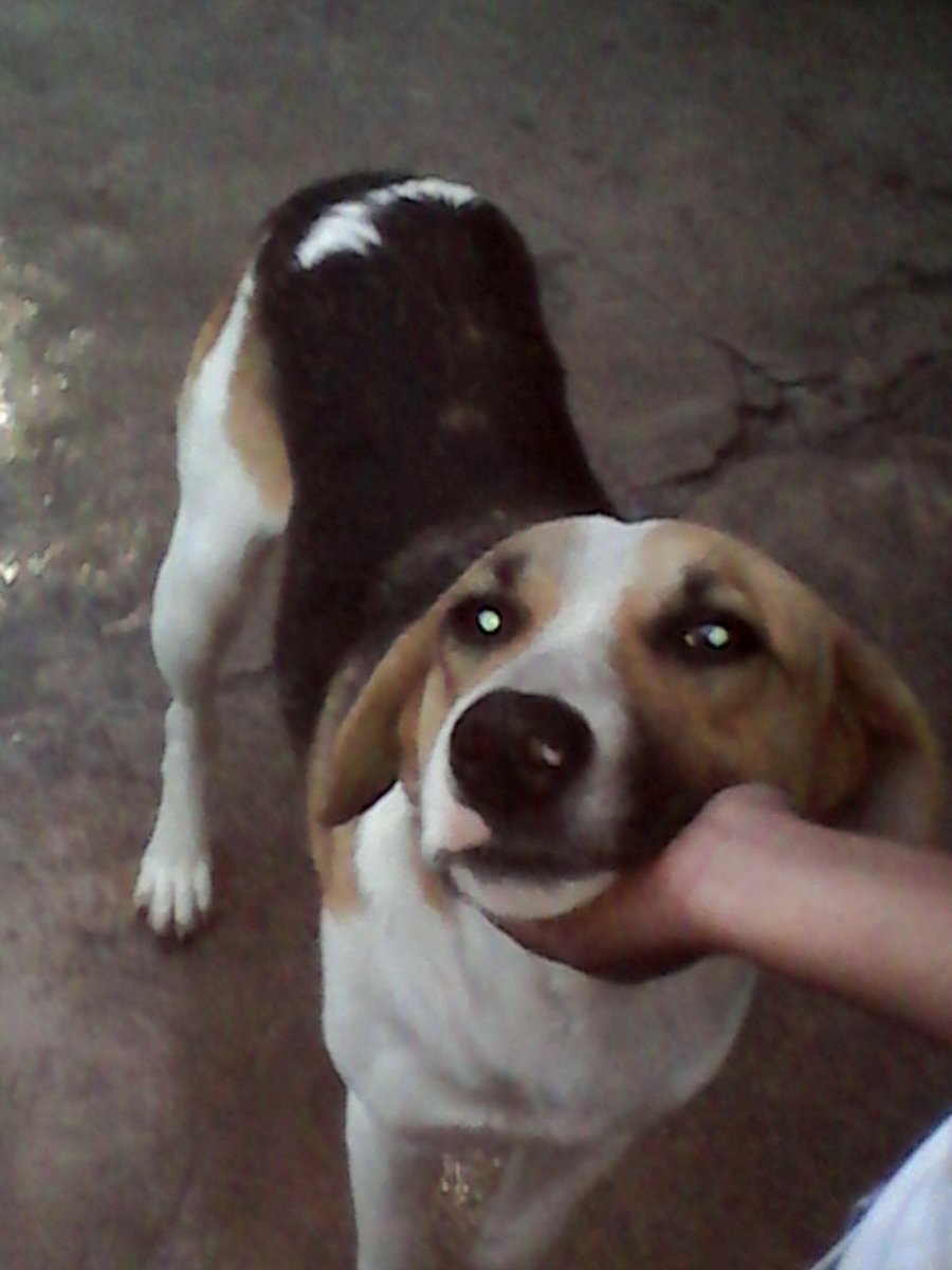 #Amigoquenomiente Amor por nuestras mascotas 🐕