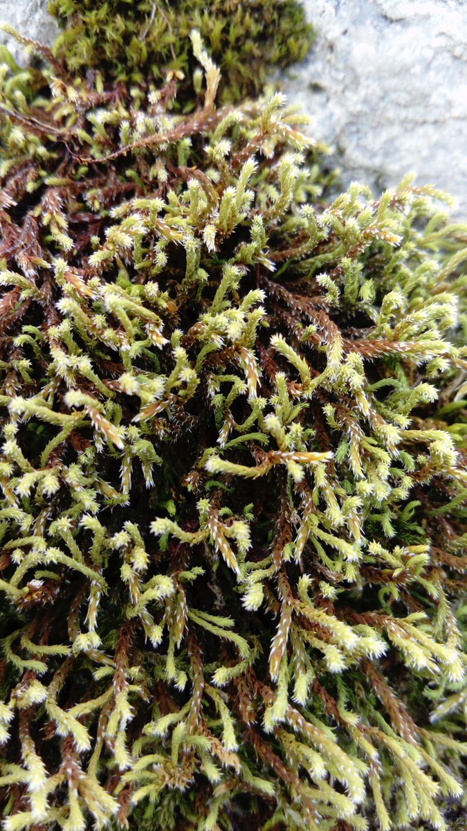 BryoMicroClim's tweet image. News from Wales: #Envloggers with a privileged view! Dive into this landscape, from which our target moss species (#Hedwigia striata) was originally described in 1828, on rocks at the margins of lakes. @PlantlifeCymru #microclimate
Photo credits: John Spill &amp;amp; Rosie Macleod