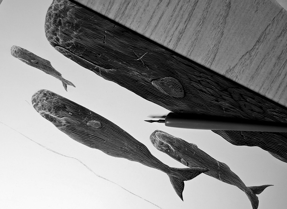 greyscale monochrome no humans fish traditional media animal whale general  illustration images