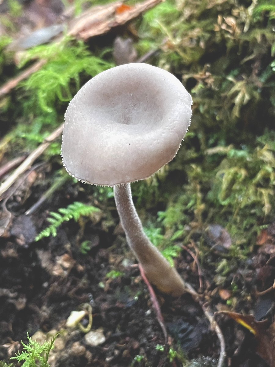 Liz_Downey_'s tweet image. Felt Saddle Fungus, for #FungiFriday 
First time I’ve seen this species 😍
#Saddle #Fungi #Mushrooms
