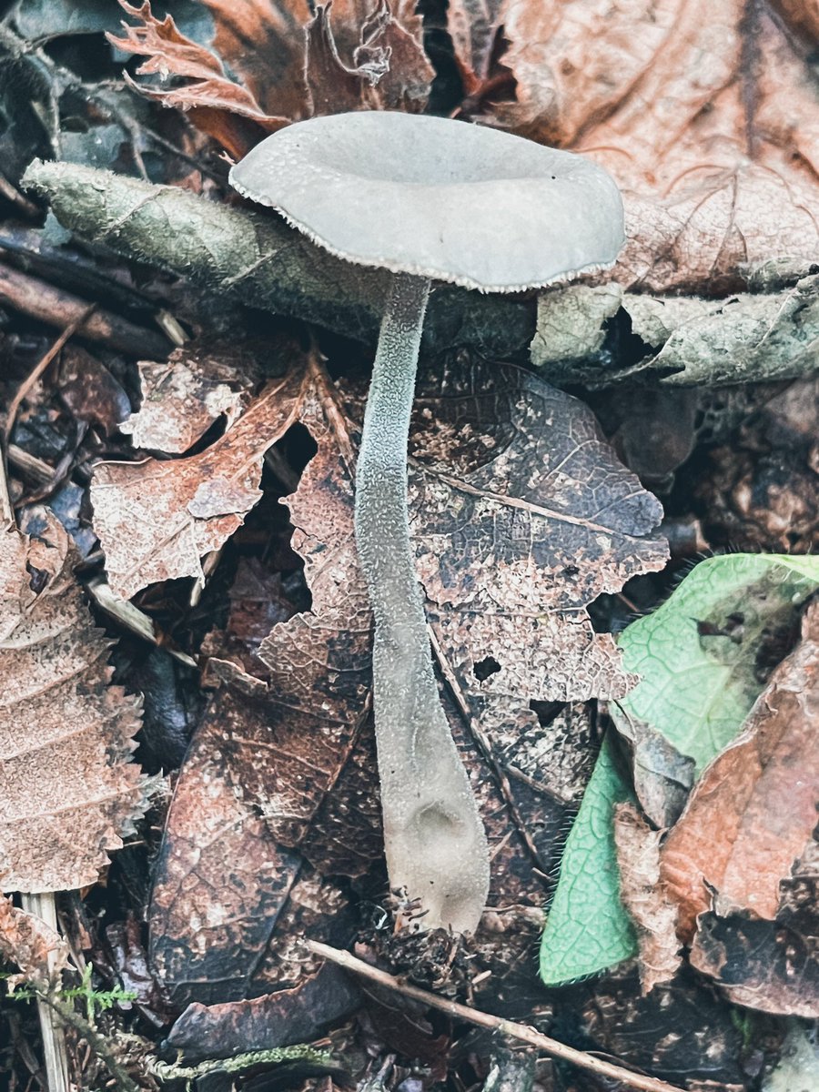 Liz_Downey_'s tweet image. Felt Saddle Fungus, for #FungiFriday 
First time I’ve seen this species 😍
#Saddle #Fungi #Mushrooms