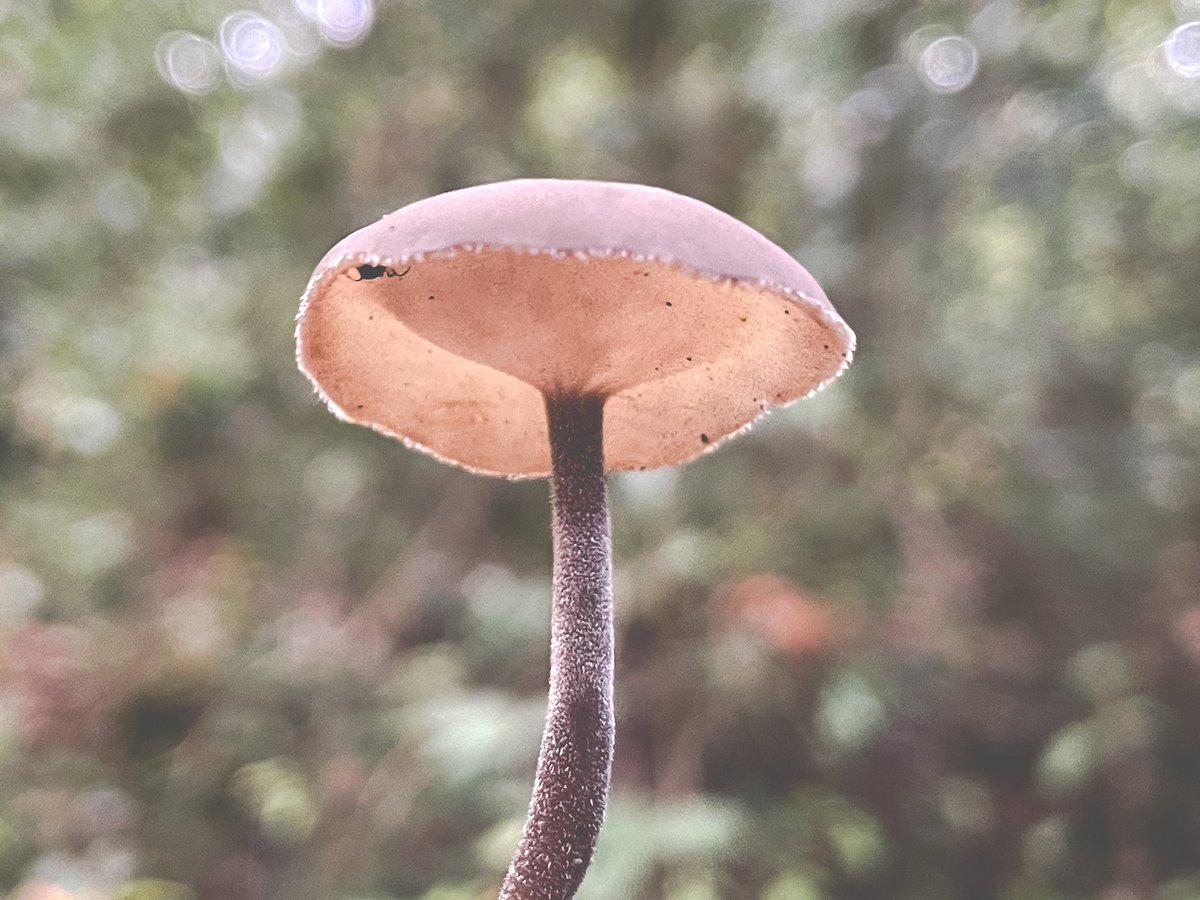 Liz_Downey_'s tweet image. Felt Saddle Fungus, for #FungiFriday 
First time I’ve seen this species 😍
#Saddle #Fungi #Mushrooms