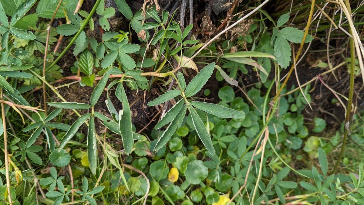 Good to see some water back in the Rush Pool on Hartlebury Common. Was completely dry a few weeks back. Plenty of Hydrocotyle vulgaris (Marsh Pennywort) and Comarum palustre (Marsh Cinquefoil), where the latter has been known since 1821! #HartleburyCommon #Worcestershire