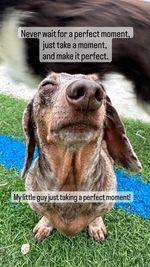 Never wait for a perfect moment, just take a moment, and make it perfect!

We can all learn a lesson from my little Charlie, seen here taking 
a perfect moment for himself! 🐶

!#mentalhealth