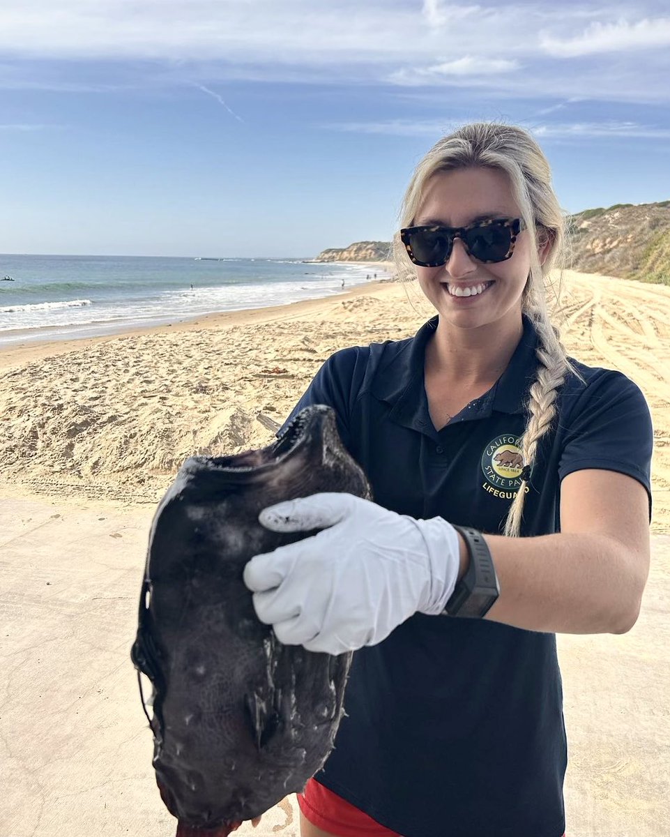 CAStateParksOC (@castateparksoc) on Twitter photo #AnglerFish #2 just washed ashore for #CrystalCoveStatePark on this past #Fridaythe13th !
In 2021 another #PacificFootballFish was found onshore at <a href="/CrystalCoveSP/">CrystalCoveStatePark</a> 😮
The fish was picked up by <a href="/CaliforniaDFW/">California Department of Fish and Wildlife</a> for further research.
For the full story, check out our Instagram (bio) #AnglerFish #2 just washed ashore for #CrystalCoveStatePark on this past #Fridaythe13th !
In 2021 another #PacificFootballFish was found onshore at <a href="/CrystalCoveSP/">CrystalCoveStatePark</a> 😮
The fish was picked up by <a href="/CaliforniaDFW/">California Department of Fish and Wildlife</a> for further research.
For the full story, check out our Instagram (bio)