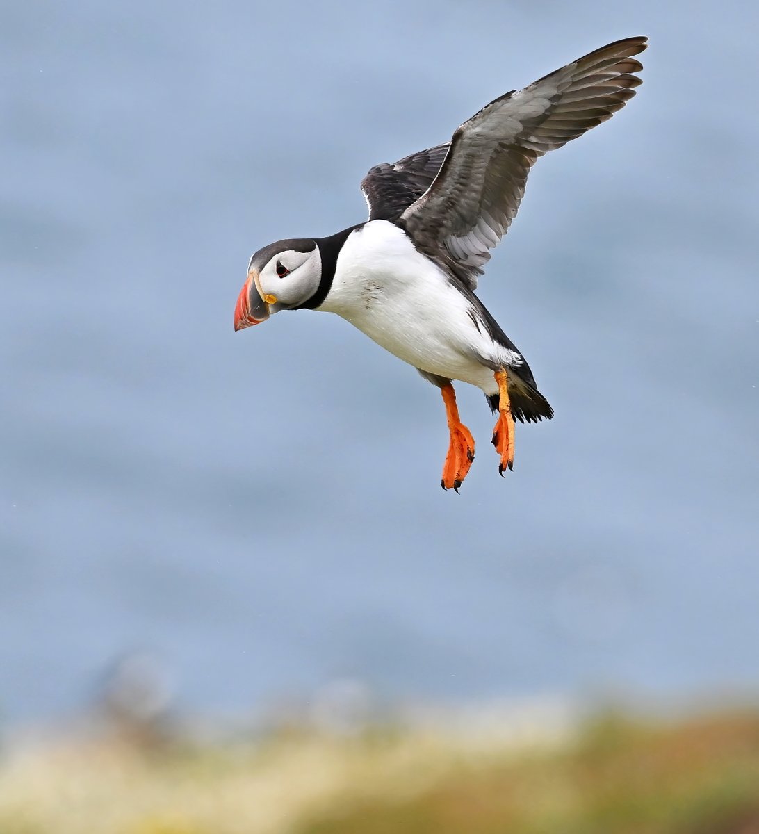 It's time for #TheDailyPuffin 😀😍🐦
