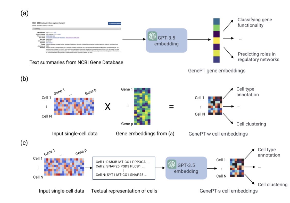mo_lotfollahi's tweet photo. A new single-cell foundation model, directly using textual embeddings from ChatGPT for gene and cell representations from @james_y_zou , I guess we can call this one scGPT :)  I like the idea a lot, simple and innovative. https://t.co/Kq9znLe4yI https://t.co/GtiLpog9Iv