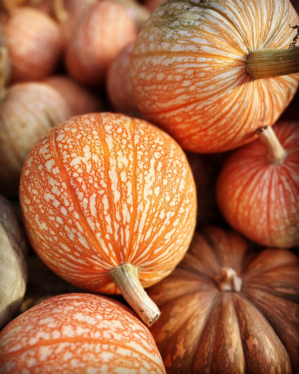 aratafarm's tweet photo. You can never have enough of the One Too Many’s also known as Peppermint. #pumpkinpatch #fall #pumpkin https://t.co/uKCOf9m5nW