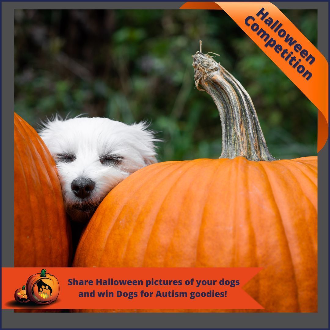 dogs_autism's tweet photo. Tricks for treats at DfA! 🎃

Share a Halloween pic of your dog and win some Dogs for Autism goodies! 

Winners announced on Halloween! 👻

#halloweencompetition #spooks #tricks #treats #assistancedog #charity #autism https://t.co/g3F68diqeD