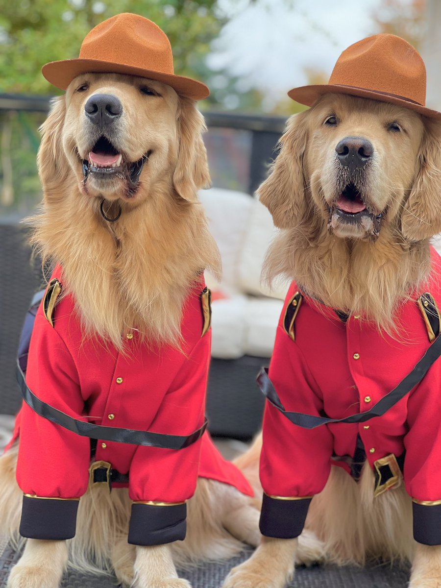 Here to bring Paw and Order to Canada 🇨🇦 #canadianrockies #canadianmounties #goldenretrievers