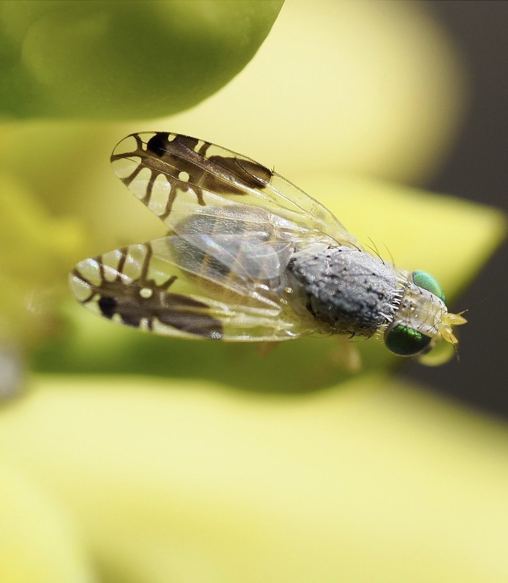 sciencegirl's tweet photo. Look at the wings of these flies,

from the genus Goniurellia. Each wing has a detailed image of an ant, when the wings move, the ants appear to walk 

Most of its predators would want to avoid a confrontation with the stings of ants  

📸1) mpergil   📸2) Dr Brigitte Howarth https://t.co/3SbXLeah9g