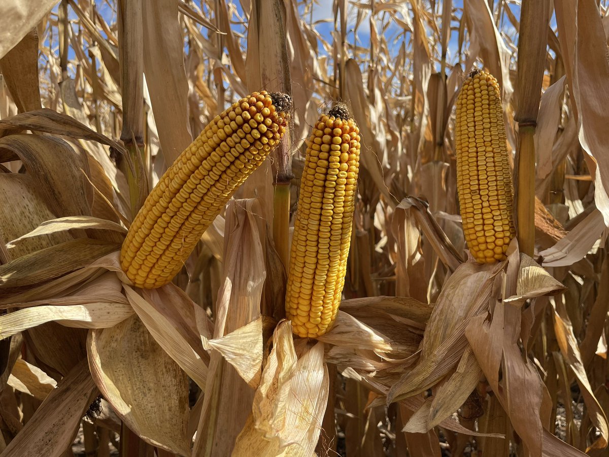 Suns out and I get to look at dry standing corn.   Doesn’t get much better than this! 
#thankful #beckshybrids
