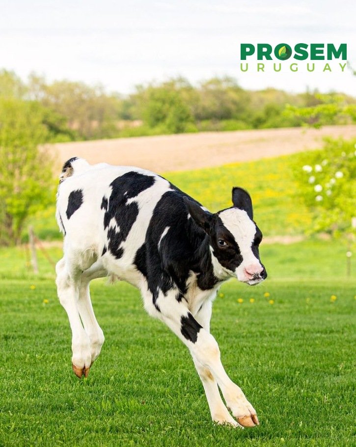 prosem_uruguay's tweet photo. Racion Prolact, para terneros a partir de la semana de vida, un mín. de 18% de prot. Alta digestibilidad y calidad biológica, buena palatibilidad proporcionada por los granos achatados, necesarios para acelerar el desarrollo de las papilas ruminales y adelantar el  desleche. https://t.co/BA3IKpVk2Z