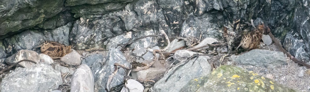 Sitting on the edge of Kroga geo @FI_Obs when I noticed brown blobs on the beach. A closer look revealed at least five Woodcock! Autumn migration on islands is just unbeatable.