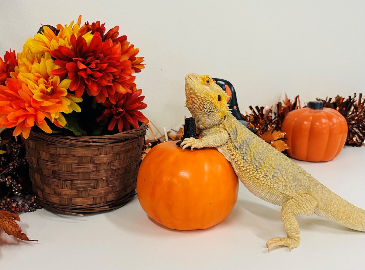 RanchoSolanoAZ's tweet photo. Our students have fallen head over scales for Winston, our therapy animal! Who would have thought a lizard could bring so much joy and calmness to our student body? Winston's soothing presence is a reminder that animals can touch our hearts in the most unexpected ways. https://t.co/tr5qpaJZBY