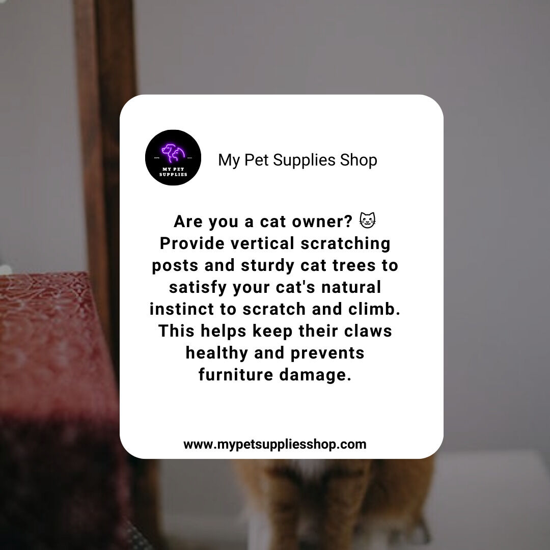 mypetsupshop's tweet image. Are you a cat owner? 🐱 Provide vertical scratching posts and sturdy cat trees to satisfy your cat's natural instinct to scratch and climb. This helps keep their claws healthy and prevents furniture damage. #CatScratching #VerticalSpaces #HealthyClaws mypetsuppliesshop.com