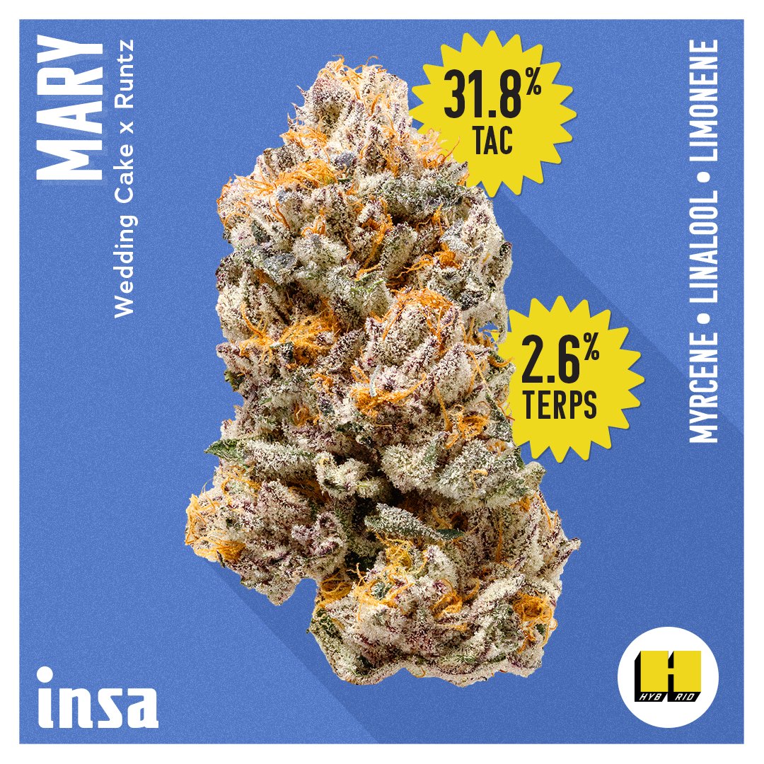 insaforreallife's tweet photo. π Introducing Lemon Oz and Mary! πΏ
Lemon Oz: Tangy lemon π flavor, refreshing euphoria π, and creativity boost οΏ½οΏ½.
Mary: A tribute to our Head Grower's late mother πΌ - Wedding C and RNTZ blend ππ¦ for relaxing and euphoric effects. π«
Don't miss out! π #INSAForRealLife https://t.co/T5DYTNVoxO