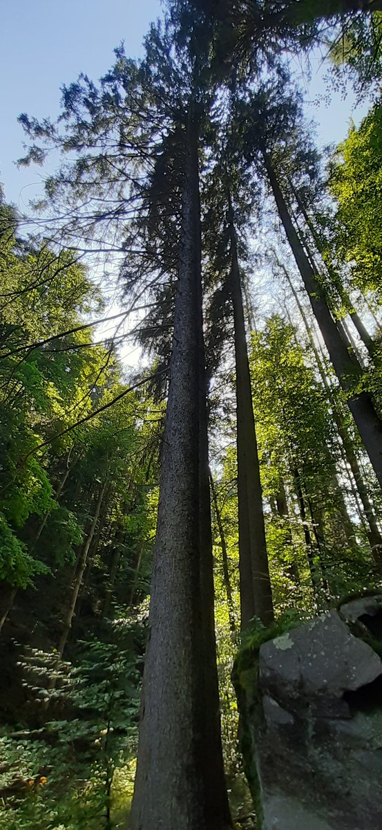 Dasha94954608's tweet photo. ..dnes je den stromů 🤗💚🌳🌲🌴🌳🌿🌱🍂🍃🍁💚
#DenStromů
#treesDay https://t.co/dOkCvIBLNu