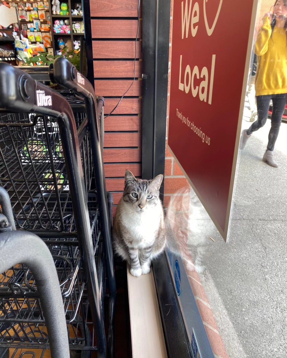 BosleysColumbia's tweet photo. Higgins, our undercover feline agent, takes customer service to a whole new level by sitting in the weirdest spots, ensuring 'purrfect' surveillance of our unsuspecting customers and staff! 🐱🕵️♀️😂
#bosleyscolumbiasquare #loveliveshere #storecat https://t.co/8qghGewkbE