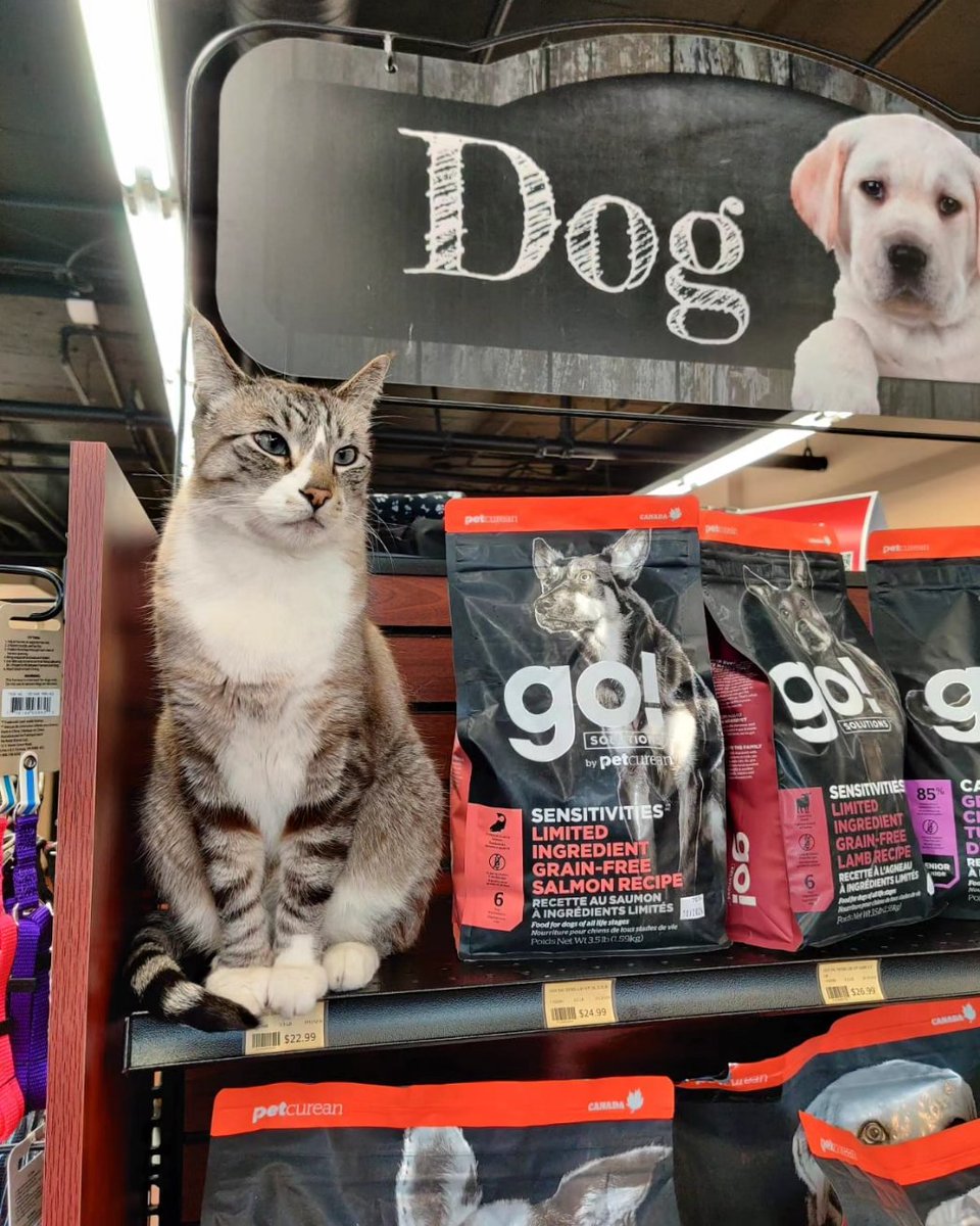 BosleysColumbia's tweet photo. Higgins, our undercover feline agent, takes customer service to a whole new level by sitting in the weirdest spots, ensuring 'purrfect' surveillance of our unsuspecting customers and staff! 🐱🕵️♀️😂
#bosleyscolumbiasquare #loveliveshere #storecat https://t.co/8qghGewkbE