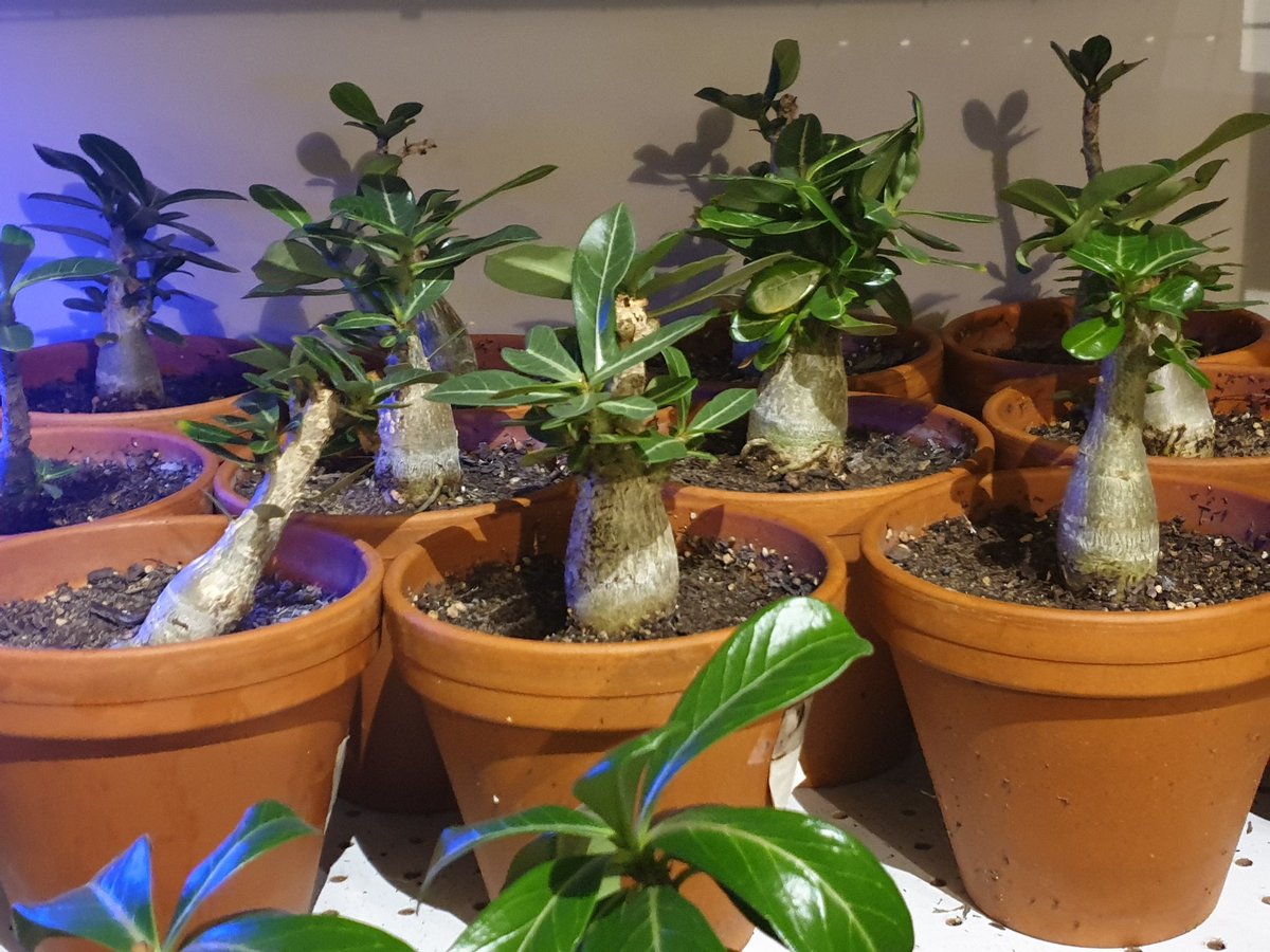 PsychoticTHC's tweet photo. My desert rose is producing such big seed pods. This one is part of the Arabicum family and is a bit harder to find! The possibility of starting my own bonsai nursery is slowly getting there! https://t.co/ws2YGEFpPN